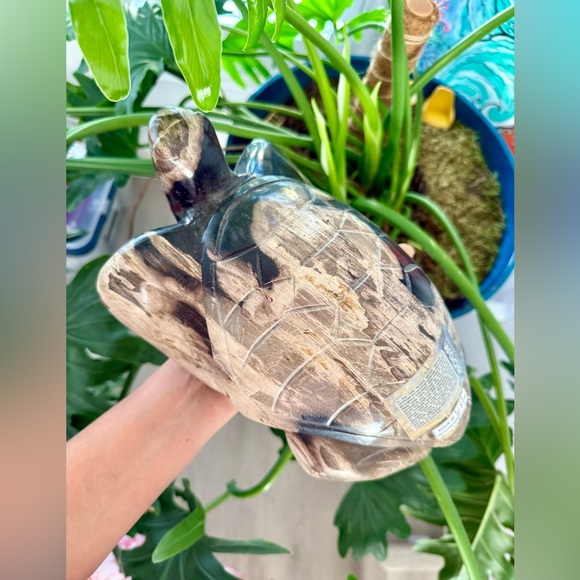 Petrified Wood Turtle - Picture 2 of 10